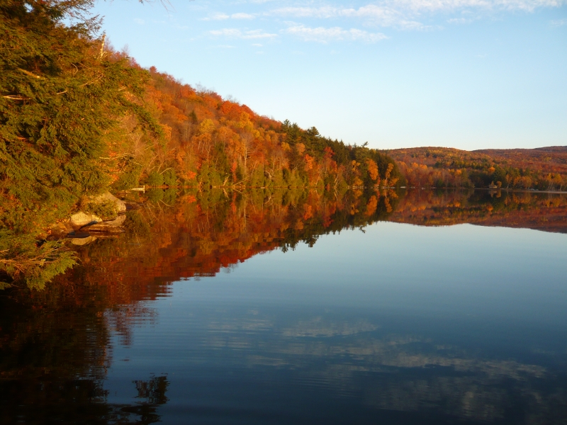 Foliage and reflection from dock