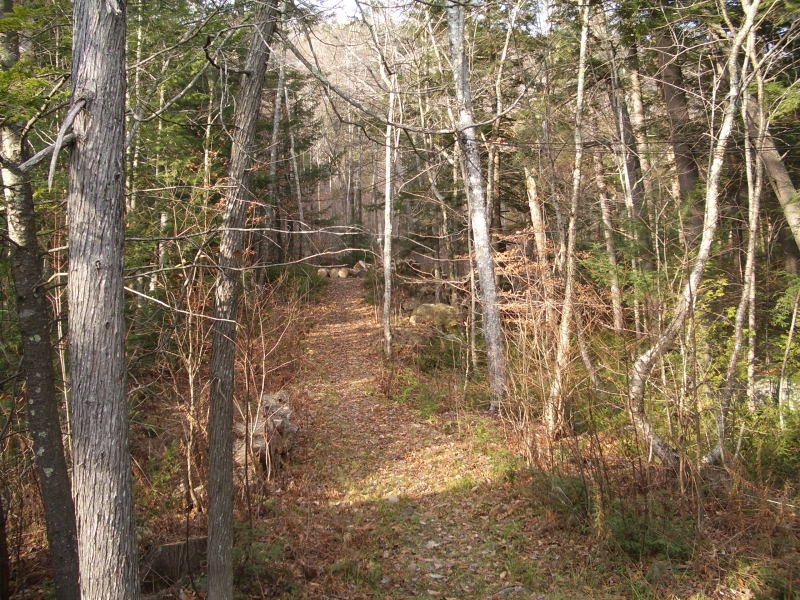 Path through our woods